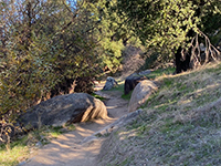 Raptor Ridge Trail passing through boulders in an oak forest area.