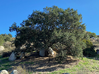 Coastal live oak tree grown amongst large boulders.