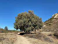 Eucalyptus tree shade spot.