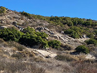 Toyon shrub forest with granite outcrops along the Raptor Ridge Trail.