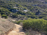 Toyon (green shrubs) cover the upper north-facing slopes of Raptor Ridge.