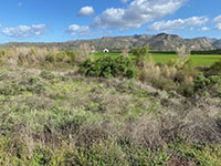 Santa Maria Creek riparian habitat along the San Pasqual Valley Trail.