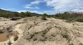View of the sandy dry riverbed of Santa Ysabel Creek downstream of Ysabel Creek Road in the San Pasqual Valley.