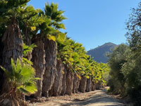 Palm Trees with Battle Peak along the Old Coach Trail leading to the Raptor Ridge Trail.