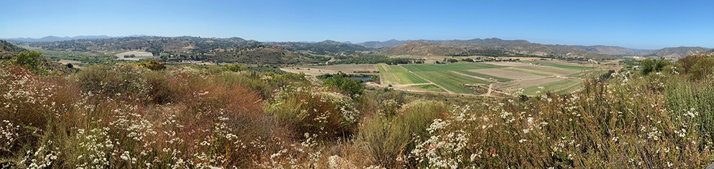 180 paoramic view of San Pasqual Valley from the Raptor Ridge with lots of small white buckwheat flowers in the foreground.