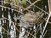 bullfrog among the cattails along shore of the pond.