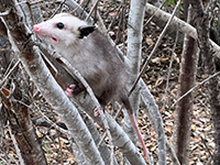 opossum in a small tree