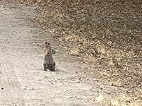 rabbit sitting on a dirt trail