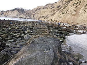 Dike Rock, a linear igneous intrusion exposed along the Beach about 2000 feet north of Scripps Pier in La Jolla, California.
