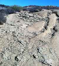 Outcrop of the dipping Santiago formation with light gray soil covering the surface in spots.