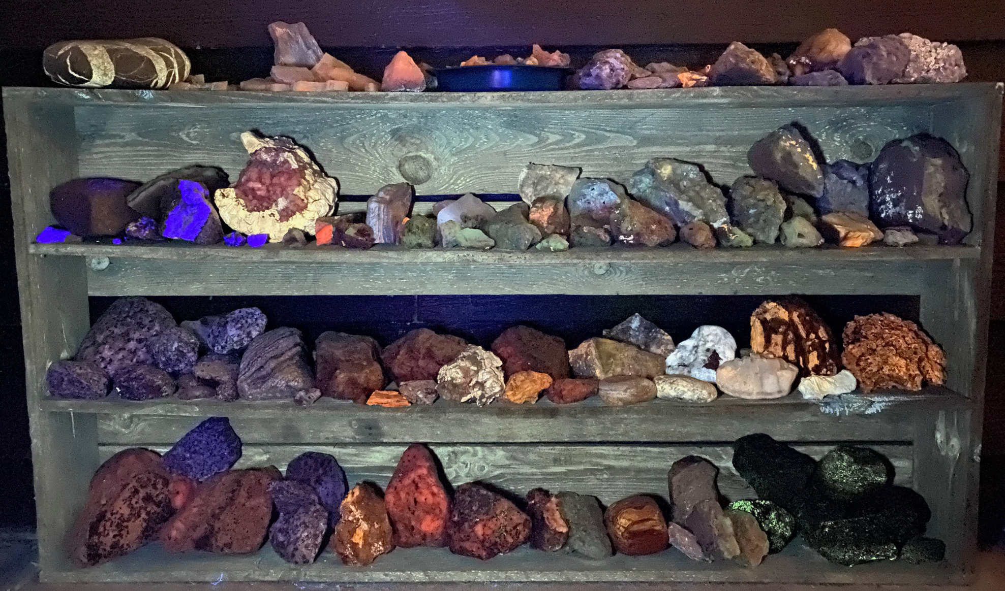 4 shelves of rock and  minerals samples under long-wave ultraviolet  lighting.