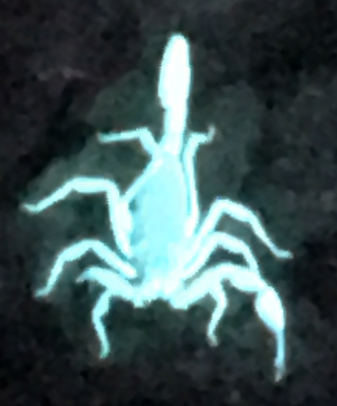Zoomed in view of a bluue and white scorpoion glowing under a blacklight.