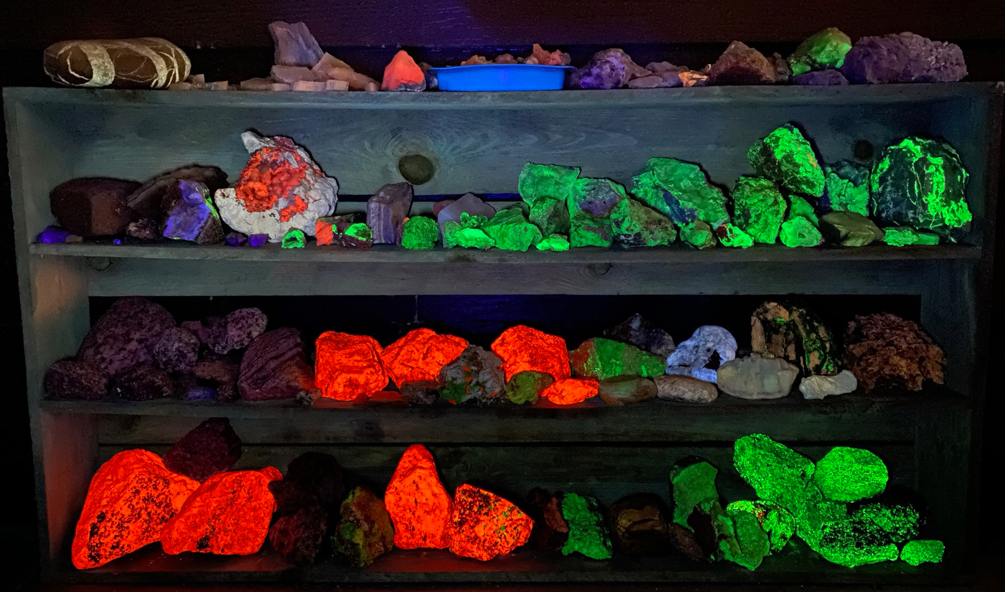 4 shelves of rock and  minerals samples under short-wave ultraviolet  lighting.