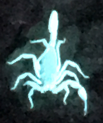 Scorpion under blacklight.
