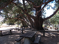 Large Insence Cedar surrounded by picnic tables in the Silvercrest Picnic Area.