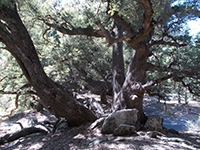 Trees growing between boulders in the campground area.
