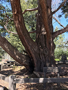 Incense Cedar at Silvercrest Picnic Area estimated 400 years old.