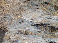 Gneiss-schists in boulders near the Silvercrest Picnic Area.