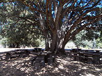 Oak with spreading branches surrounded by picnic tables.