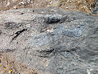 Migmatite outcrop with gabbro inclusions in sheared biotite schist.