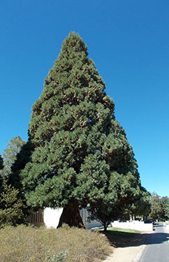 A sequoia tree at the Palomar Observatory Museum.