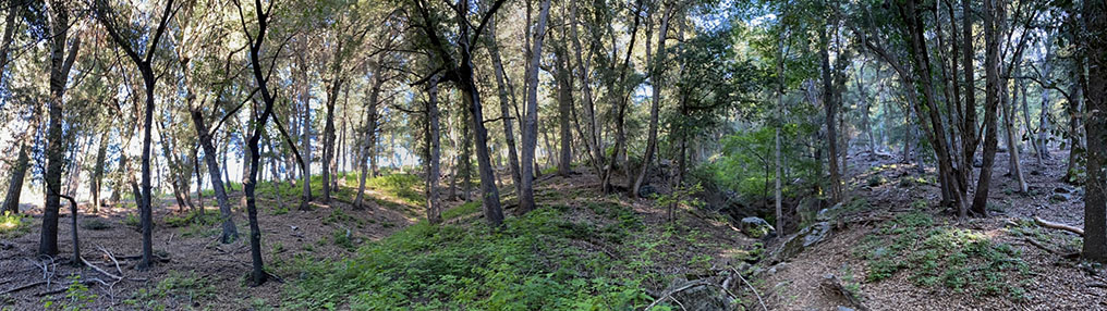 Panoramic view of the forested hillslope along the Thunder Springs Trail.