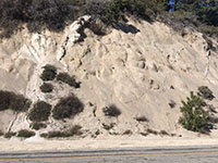Pegmatite dile in weathered granite along West Grade Road.