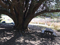 Large oak with picnic table near Doane Pond.