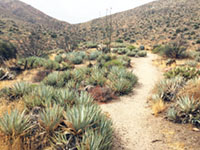Agaves growing along a trail in Anza Borrego desert.