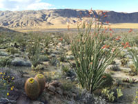 An ocotillo plant and barrel cactus  in the Anza Borrego desert.