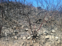 Scorched earth and burnt bushes on Double Peak after 2014 fire.