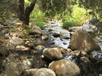 Escondido Creek in Elfin Forest Recreational Reserve.