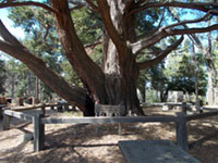400 year old insence cedar on Palomar Mountain.