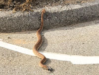 Western Diamondback Rattlesnake on road.