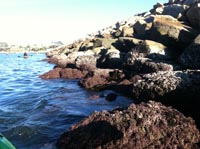 Rip-rap boulders covered with sea weed on Oceanside Jetty.