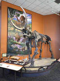 Fossil mastadon skeleton.