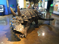 Replica af a Stegasaurus dinosaur.