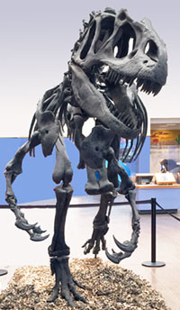 Tyranosaurus skeleton display.