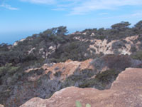 Upland plant community in Torrey Pines State Nature Preserve.