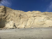 Fault mapped as part of  the Carmel Fault zone on Blacks Beach offsets beds of the Torrey Sandstone and Ardath Shale.