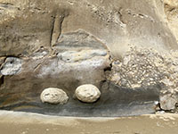 Large concretions and soft-pebble landslide deposits in the lower Torrey Sandstone exposed along Blacks Beach.