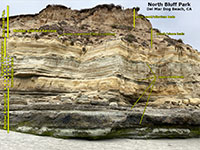 Delmar Formation transitions to Torrey Sandstone at Del Mar Dog Beach.