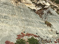 Cyclic bedding of mudrocks of the Delmar Formation exposed in the seacliff reflect the possible cycles in the rise and fall of sea level in Eocene time.