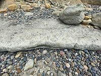 Several fossiliferous beds of marly sandstone occur in the Delmar Formation, oyster shells being the most common fossils.