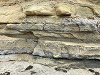 Shell beds, mostly oysters, some gastropods and pelecypods, in the Delmar Formation along Torrey Pines Beach.