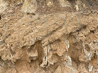 Weathering along fractures forming clastic dikes in the sandstone beds of the Lindavista Formation.