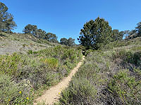 View of Torrey Pines and coastal sage plant community along the Margaret Fleming Trail.