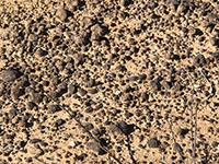 Pebble-sized concretions are concentrated is the weathering regalith (soil) forming on the Lindavista Formation.