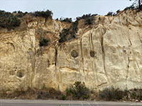 Brown concretions in the Torrey Sandstone exposed in the roadcut along Torrey Pines Road