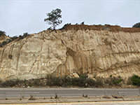 Type section for the Torrey Sanstone along Torrey Pines Road (Old Coast Highway)